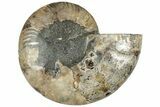 Cut & Polished Ammonite Fossil (Half) - Madagascar #308625-1